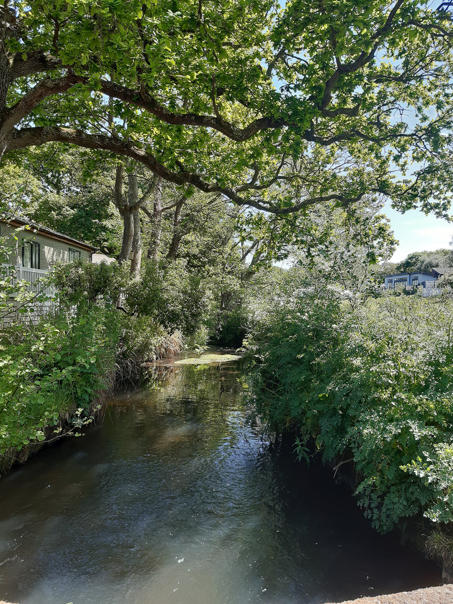 A peaceful view across a stream at Shorefield Country Park. Greenery and trees surround the stream, and a cabin is visible peeking through the shrubbery to the left.