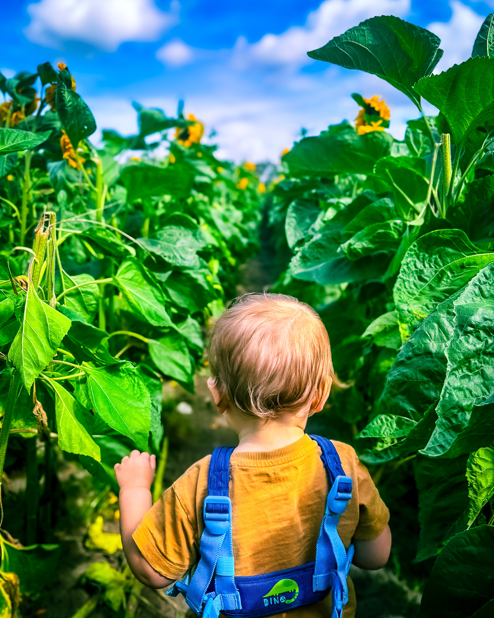 A young boy in dinosaur print dungarees walks through a tall sunflower field under a blue sky, enjoying a Momentum Children's Charity family day out.