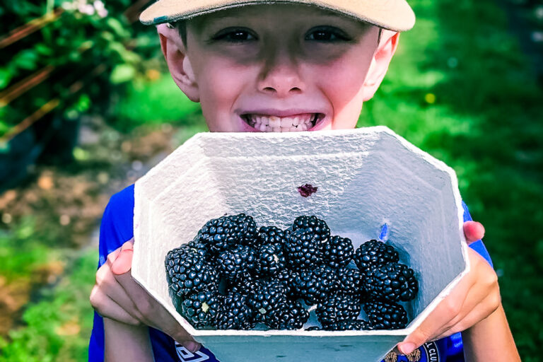 A smiling boy in a football shirt and cap holds a punnet of freshly picked blackberries up to his mouth during a countryside fruit picking outing.