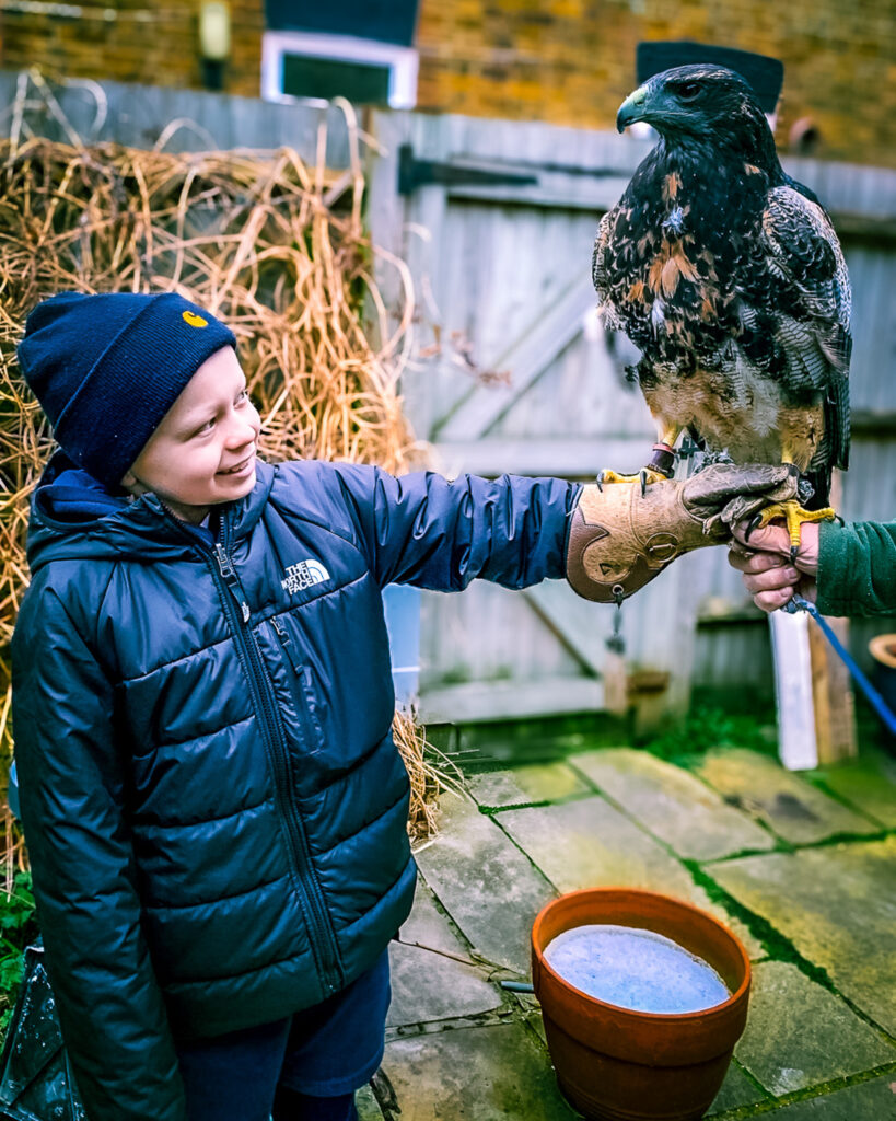 A boy in a beanie hat smiles as a bird of prey perches on his gloved arm during a falconry experience in a garden.