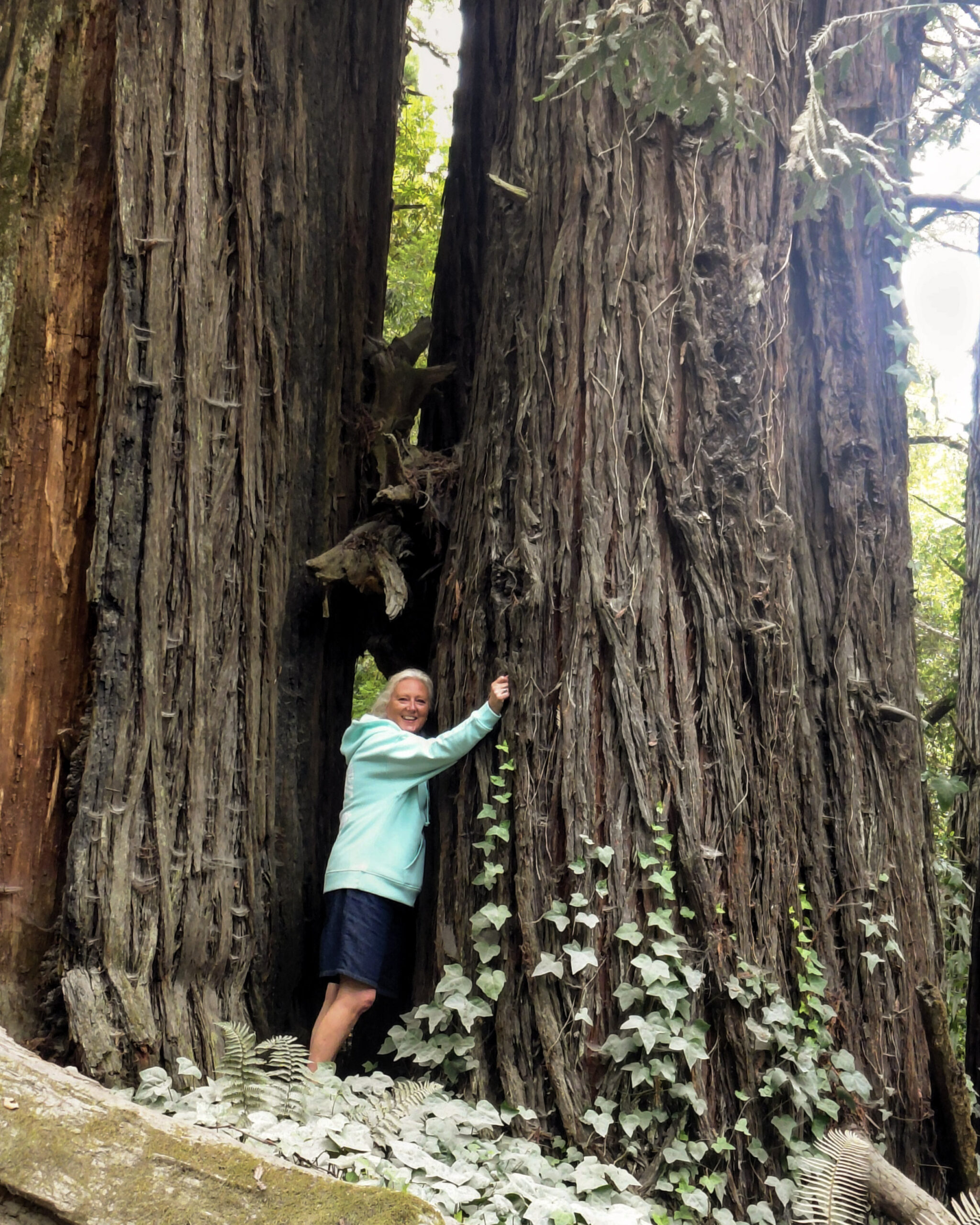 A woman stands beside a tree in a forest in California